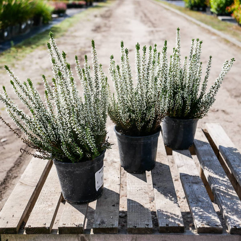 Wrzos pospolity Veluve biały pączkowy