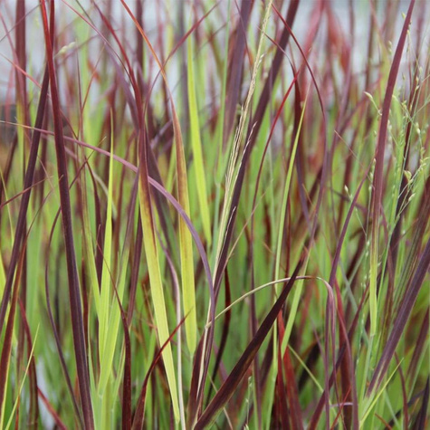 Proso rózgowate Hot Rod