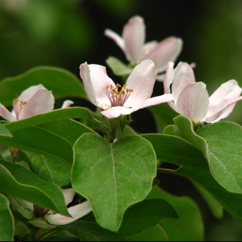 Pigwa jabłkowa szczepiona Plant Pack