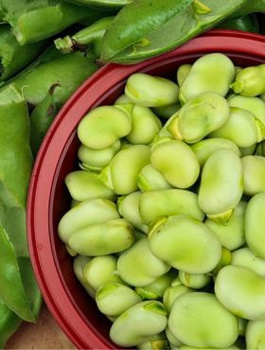 Bób Windsor Biały średniopóźny  40g