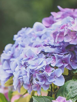 Hortensja ogrodowa Candy Heart Blue (C2)