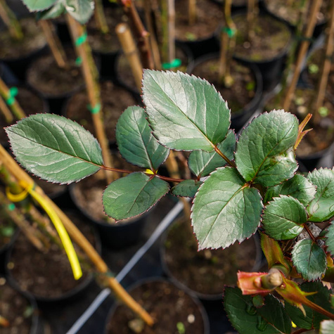 Róża szczepiona na pniu Biskupia wielkokwiatowa