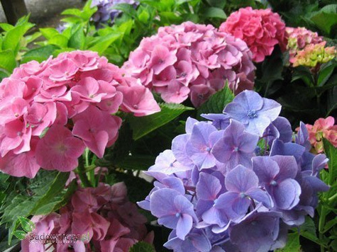 Hortensja ogrodowa Candy Heart Pink