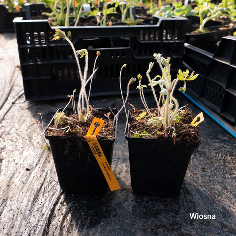 Zawilec wielkokwiatowy (leśny) (C2)