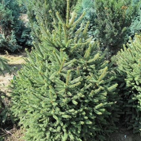 Świerk pospolity Compacta (C2)