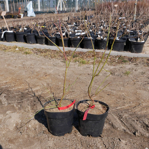 Borówka amerykańska RECORD średnio późna