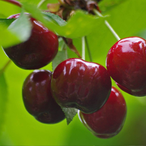 Wiśnia Groniasta z UJF Plant Pack