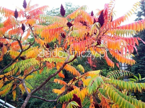 Sumak octowiec Sumak Mrozoodporny Egzotyczny (H-200/220)