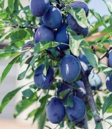 Śliwa Tophit Plus wczesna duża Plant Pack