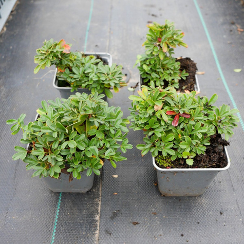 Pięciornik trójząbkowy Nuuk (P9)