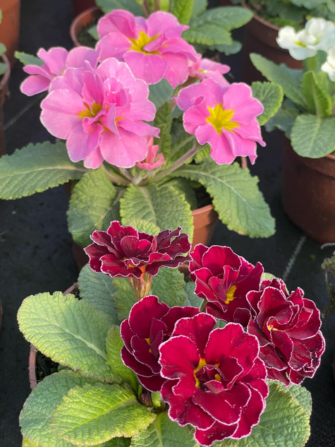 Prymulka Pierwiosnek Palazzo Mix sadzonka w doniczce