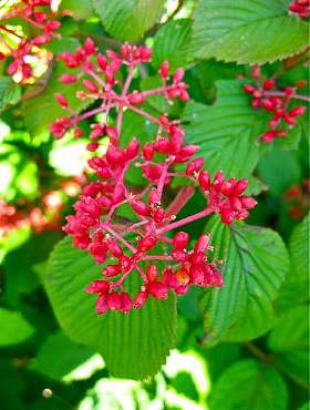 Kalina japońska Watanabe (C2)