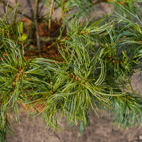 Sosna wejmutka Tiny Curls