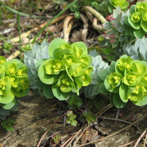 Wilczomlecz mirtowaty (C2)