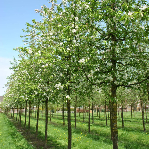 Jabłoń ozdobna Profesor Sprenger (obw. 6-8cm)