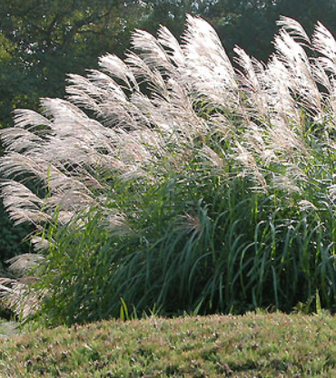 Miskant chiński Silberfeder