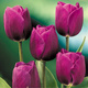 Tulipan Triumph Purple Prince