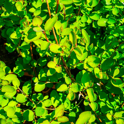 Śnieguliczka Chenaulta (C2)