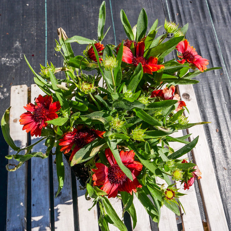 Gailardia oścista Dzianwa Mesa Red (C2)