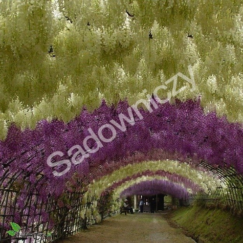 Glicynia chińska Wisteria Violacea