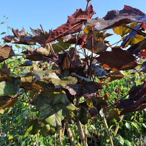 Klon pospolity Royal Red (C2)