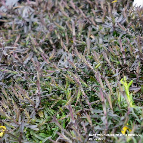 Goździk kropkowany Leuchtfunk