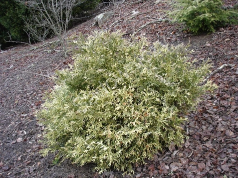 Żywotnikowiec japoński Variegata Wiekowa odmiana