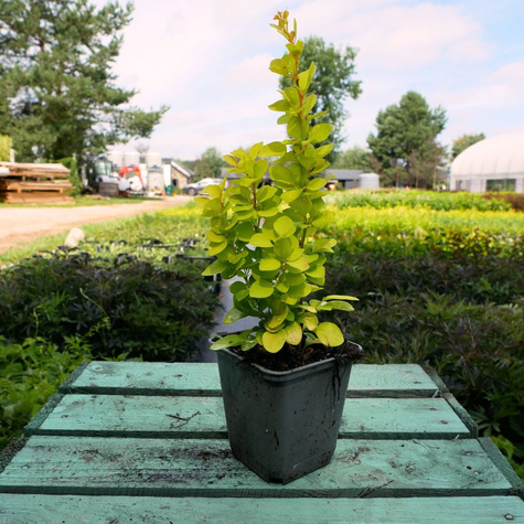Berberys thunberga Golden Tower (P9)