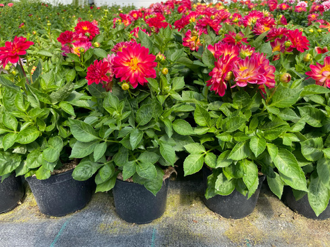 Dalia Lubega Special Bicolor Burgundy