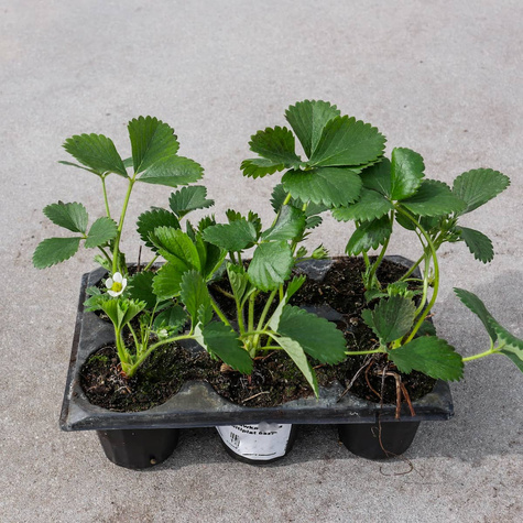 Truskawka pnąca wisząca powtarzająca Multiplat 6szt