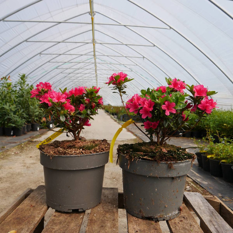 Azalia japońska Geisha Red (C2)