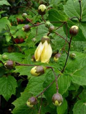 Kirengeszoma koreańska