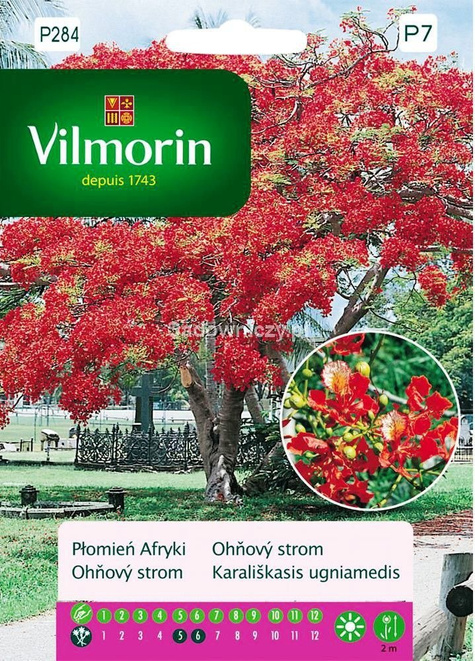 Płomień Afryki Wianowłostka królewska 4g nasiona