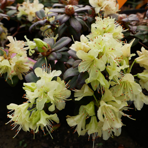 Rododendron karłowy drobnokwiatowy 'Patty Bee'