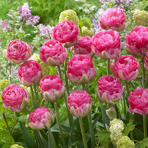 Tulipan pełny późny Pinksize