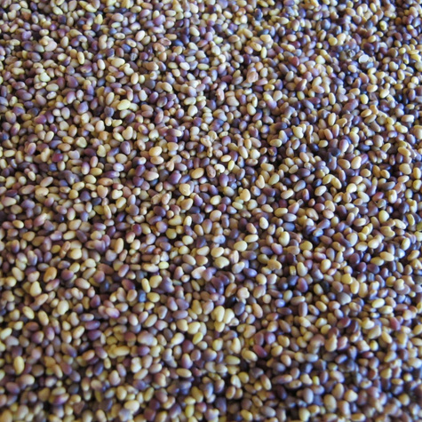 Koniczyna łąkowa cena za 0,5 kg