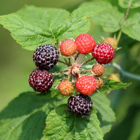 Malina czarna Plant Pack