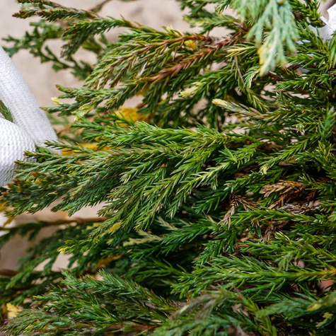 Jałowiec płożący Variegata