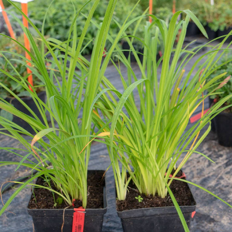 Liliowiec ogrodowy Pink Damask (C2)