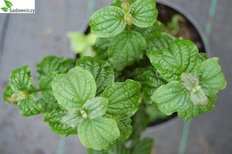 Dereń biały Hessei rzadki okaz