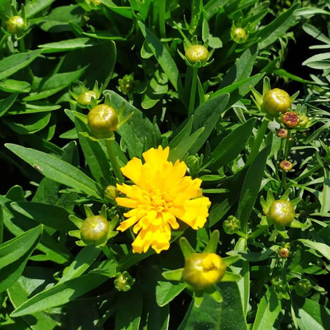 Nachyłek wielkokwiatowy Solanna Golden Sphere