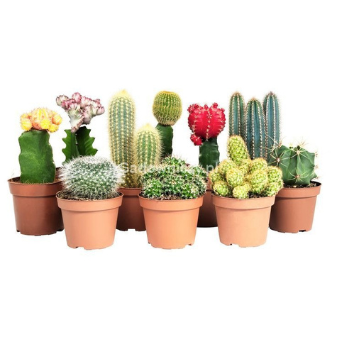 Kaktusy mieszanka 0,3g