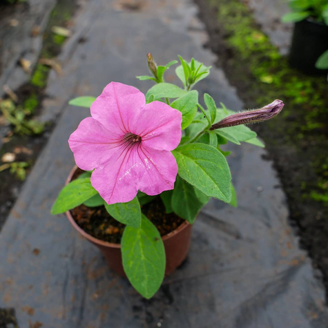 Surfinia Supertunia Vista Bubblegum samoczyszcząca
