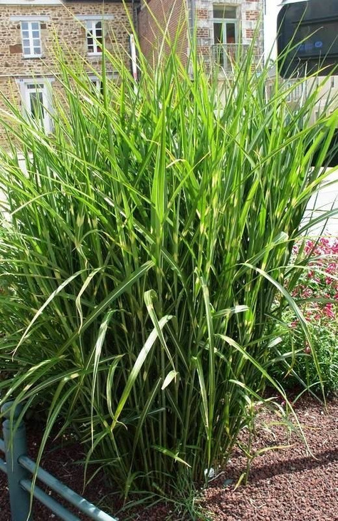 Miskant chiński Pünktchen