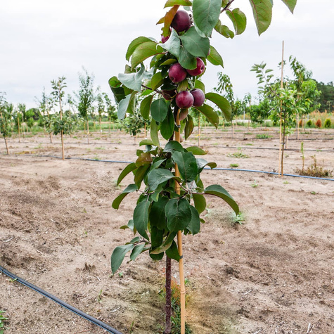 Jabłoń kolumnowa Galina MINI Plant Pack