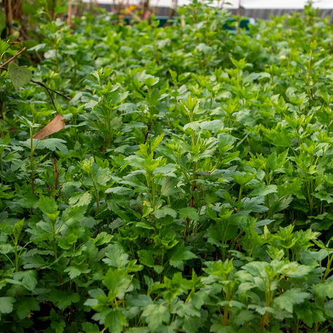 Porzeczka alpejska (P9)