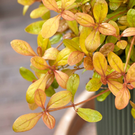 Dąbrówka rozłogowa Feathered Friends Fancy Finch (C2)