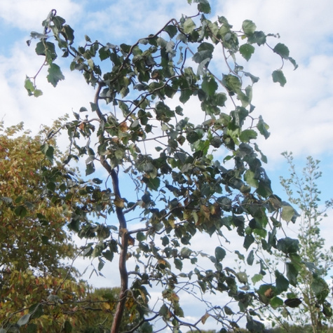 Brzoza brodawkowata 'Spidre Alley' Pa120