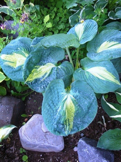 Funkia Hosta Dream Queen (C2)
