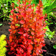 Berberys Thunberga Red Rocket (C2)